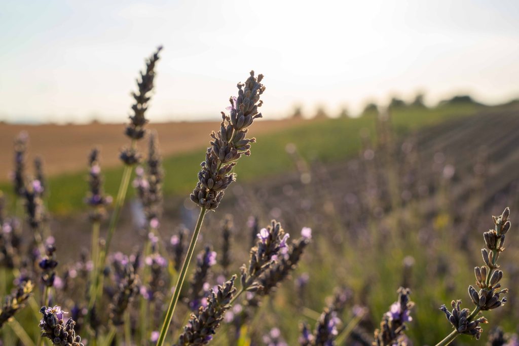 Valensole