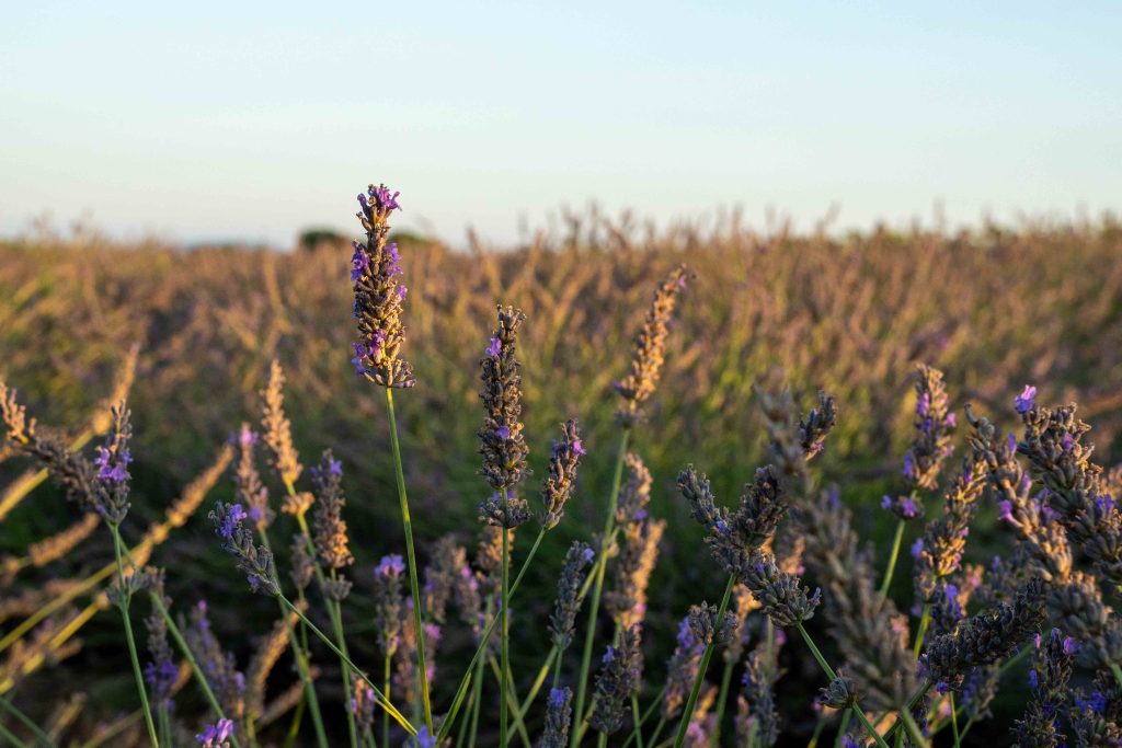 Valensole